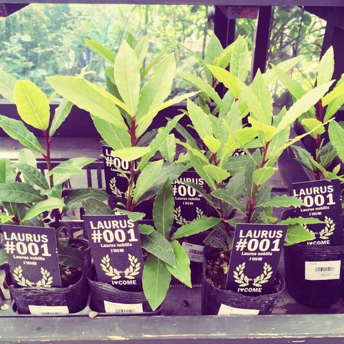 月桂樹 ローリエ の育て方 剪定や挿し木の方法 葉の収穫のタイミングは Greensnap グリーンスナップ
